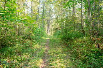 path in the forest