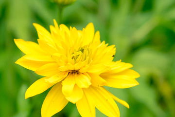 yellow flower with water drops of dew