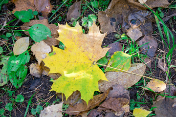 autumn leaves on the ground
