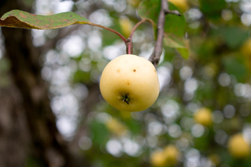 apple on tree
