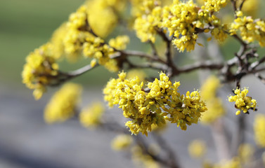 Spring budding Cornus is commonly known as dogwoods. Cornelian cherry or European cornel is a shrub with red fruits that is also often wild. He is also one of the medicinal plants.