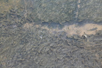 many fish in the river