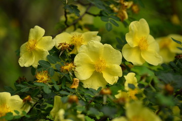 Yellow rosehip flowers on a warm sunny day. Botanical Garden. Walk on a day off. Fresh spring bloom
