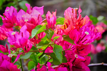 pink flower bougainville east java indonesia
