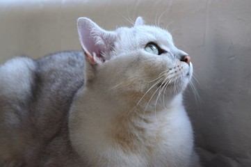 White British cat pure breed with green eyes on light background.