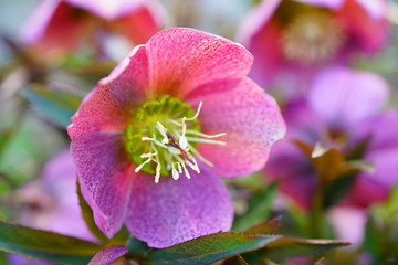 Fototapeta na wymiar Freshly picked purple hellebore flowers (helleborus hybridus), also known as Christmas or Lenten rose
