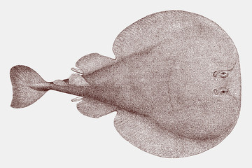 Atlantic torpedo ray, tetronarce nobiliana, a nocturnal fish in top view - obrazy, fototapety, plakaty