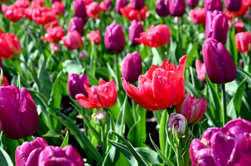 日本の国営武蔵丘陵森林公園のお花畑の早咲きのチューリップが咲く春の風景　派手な赤色の花が咲き乱れるフラッシュポイントと紫色の花のパープルプリンス