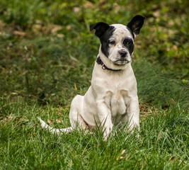 Fototapeta premium dog on green grass