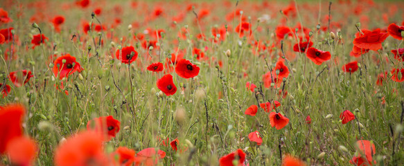 Fototapeta premium Mohn