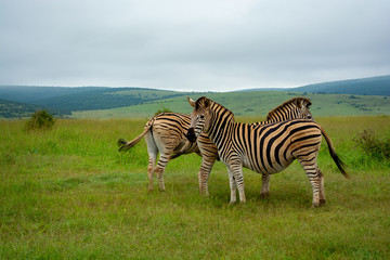 Obraz premium Addo Elephant National Park - South Africa