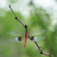 Libellule rouge et bleue, posée sur une branche dans la nature verte