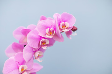 orchidee