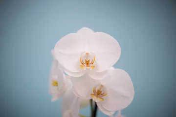 Abwaschbare Fototapete Orchideen © Sabrina