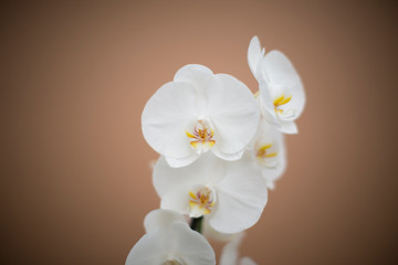 orchidee