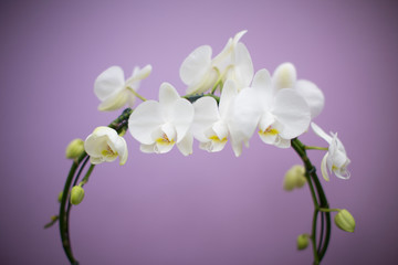 orchidee