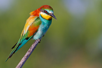 Fototapeta premium beautiful bee-eater sits on a branch and looks down