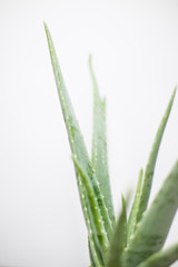 Fototapeta premium Aloe