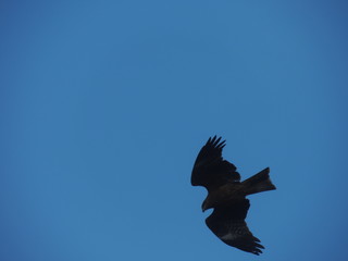 Cool Hawk in the sky