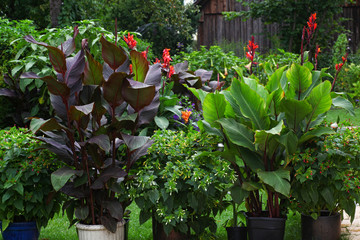 Beautiful Display of exotic Canna plants in a lush and green garden