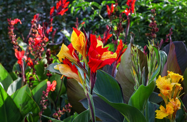 Beautiful Display of exotic Canna flowers in a lush and green garden - obrazy, fototapety, plakaty