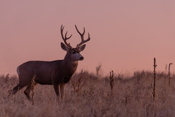 Naklejka na ściany i meble Buck Mule Deer in Autumn in Colorado at Sunrise