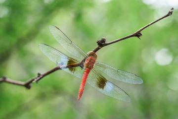 Libellule rouge et bleue, posée sur une branche dans la nature verte