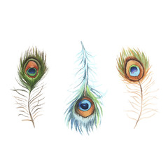 Obraz premium Three watercolor peacock feathers on white background