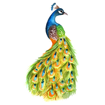 Watercolor peacock colorful illustration