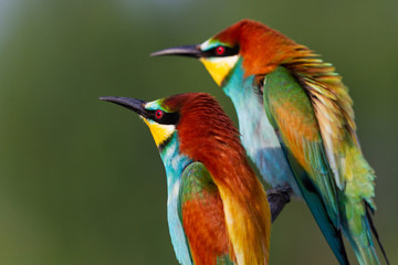 beautiful colored birds look into the distance
