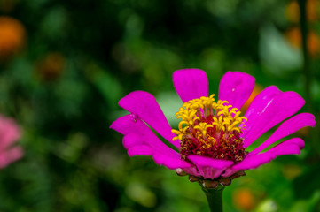 pink flower