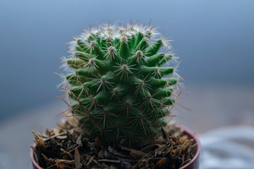 cactus in pot