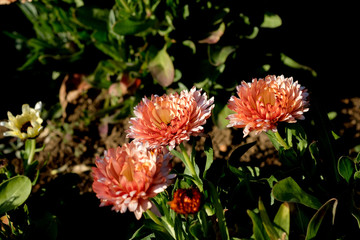 鮮やかなオレンジ色の花を咲かせるキンセンカ（日本の大船フラワーセンター）
