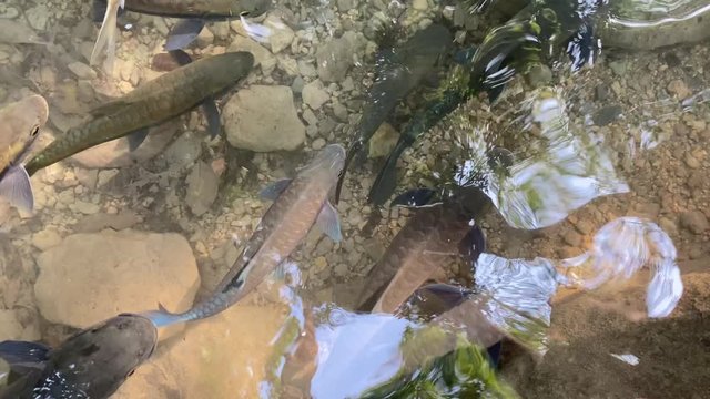 The fish is swim was neolissochilus stracheyi