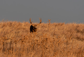 Buck Mule Deer in Autumn in Colorado During the Rut
