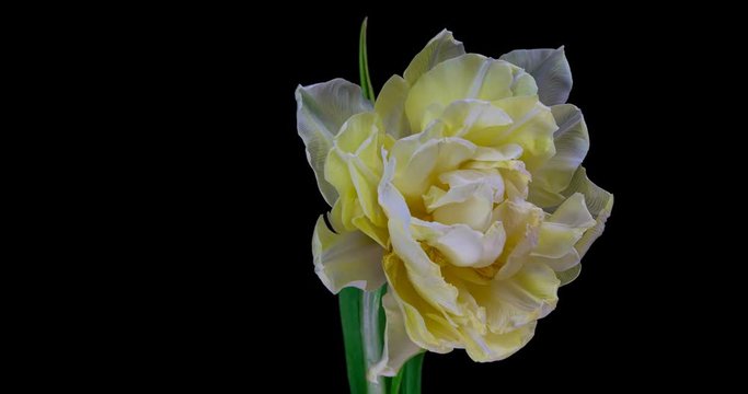 Timelapse of white tulip flower blooming on black background.