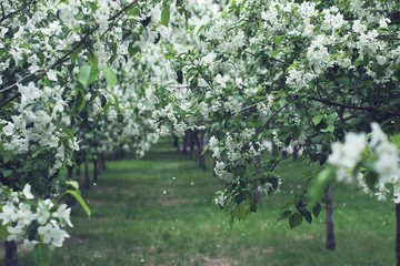  Blooming apple trees in spring garden. Fruit alley in the orchard.