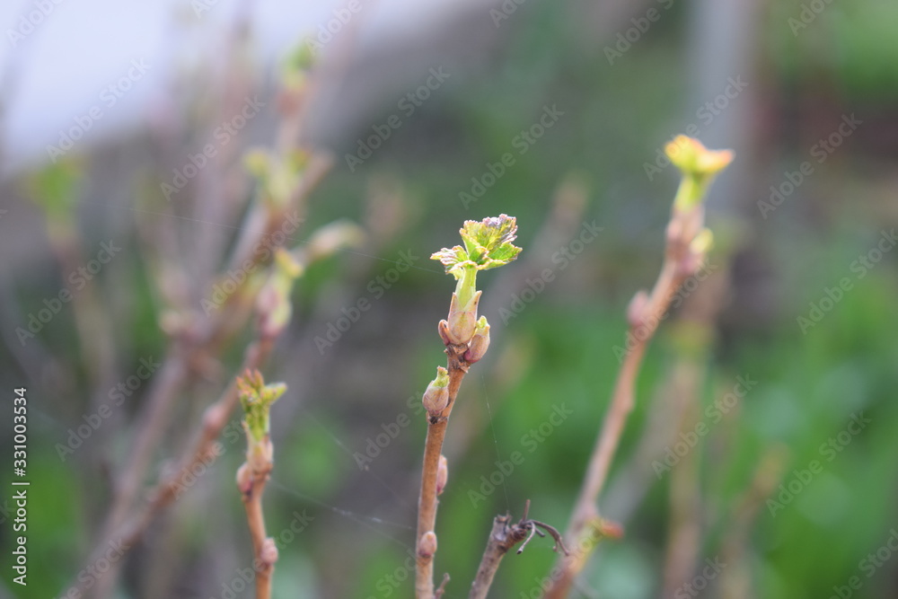 Canvas Prints knospen einer johannisbeerhecke