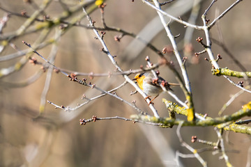 small songbird European Robin Red Breast hiding on tree in spring time. European wildlife, czech republic