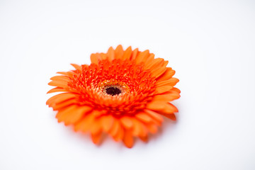 Gerbera