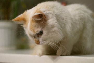 cat with blue eyes