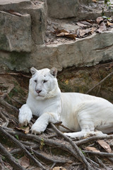 White lion, a king of cats