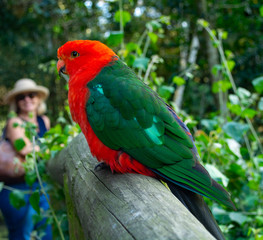 Bird Sanctuary - Crags, Plettenberg Bay