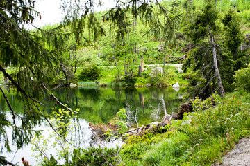 Obraz premium Lake in a Green Forest