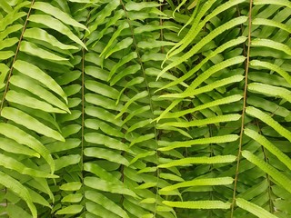 Obraz na płótnie Canvas close-up fresh green fern leaves texture background