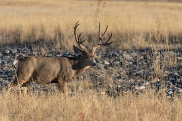 Buck Mule Deer in Autumn in Colorado During the Rut