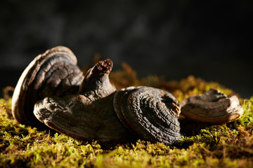 Fomes fomentarius, Chinese herbal medicine 