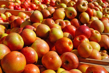 Fresh red and yellow apples at a farmers market