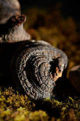 Fomes fomentarius, Chinese herbal medicine 