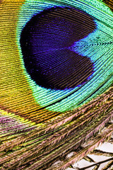 Artictic exotic tropical Peacock Feathers composition, vibrant backdrop.